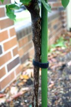 18703---hook-&-loop-tie-12mm-x-1